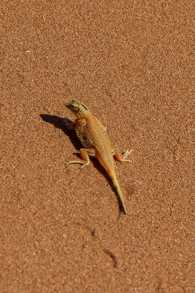 07-Lizard on Dune 45.jpg - Lizard on Dune 45